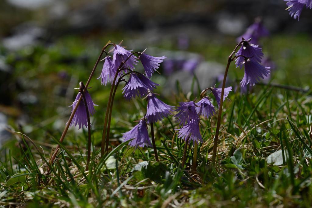 Pension Tina Neustift im Stubaital Bagian luar foto